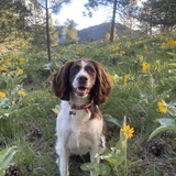 Entry image for Lucy