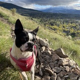 Entry image for Cookie 