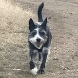 Entry image for Finn
