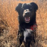 Entry image for Milo