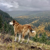 Entry image for Wyatt