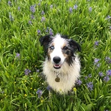 Entry image for Pippi