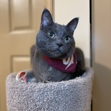 Entry image for Casper