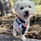 Entry image for Wilkie the Tripawd