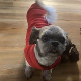 Entry image for Tootsie 