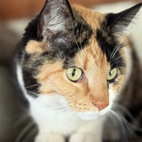 Entry image for Callie