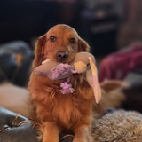 Entry image for Maisie