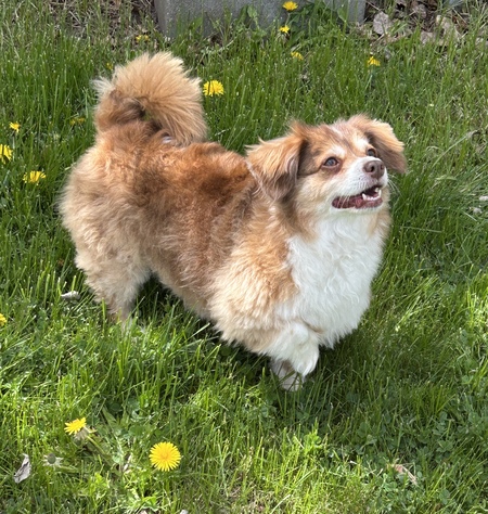 Entry image for Lizzy. Clicking this image will show a larger photo