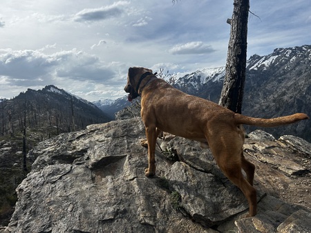 Entry image for Beau. Clicking this image will show a larger photo