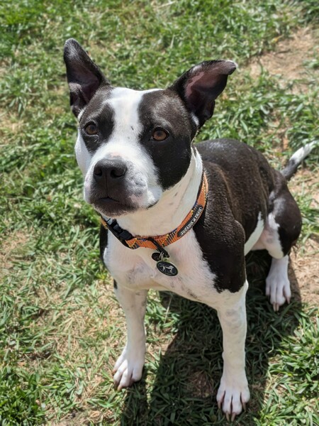 Entry image for Dyna. Clicking this image will show a larger photo