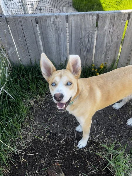 Entry image for Crouton. Clicking this image will show a larger photo