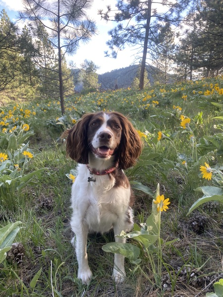 Entry image for Lucy. Clicking this image will show a larger photo
