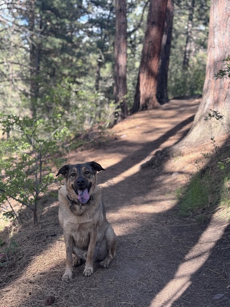 Entry image for Riley. Clicking this image will show a larger photo