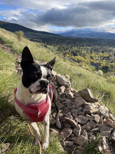 Entry image for Cookie . Clicking this image will show a larger photo