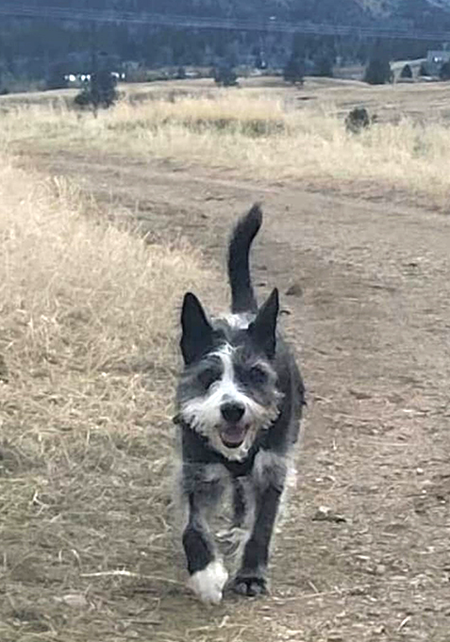 Entry image for Finn. Clicking this image will show a larger photo