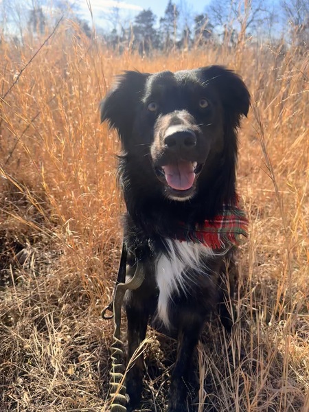 Entry image for Milo. Clicking this image will show a larger photo