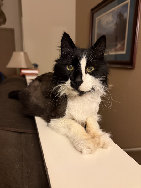 Entry image for Theodore . Clicking this image will show a larger photo