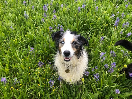 Entry image for Pippi. Clicking this image will show a larger photo