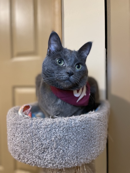 Entry image for Casper. Clicking this image will show a larger photo