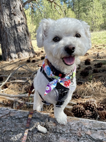 Entry image for Wilkie the Tripawd. Clicking this image will show a larger photo
