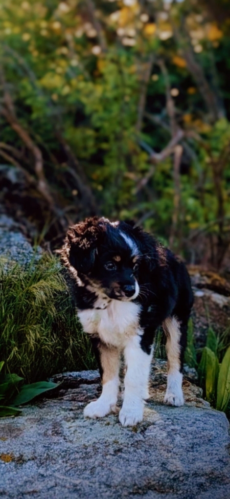 Entry image for Poppy. Clicking this image will show a larger photo