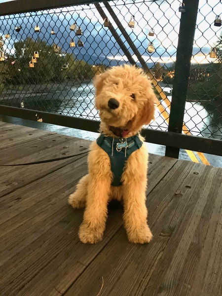 Entry image for Winnie. Clicking this image will show a larger photo