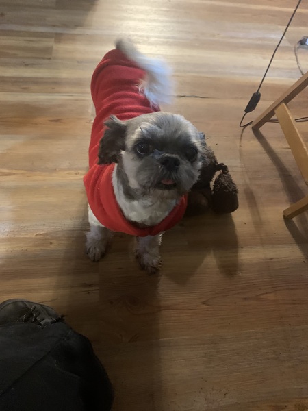 Entry image for Tootsie . Clicking this image will show a larger photo