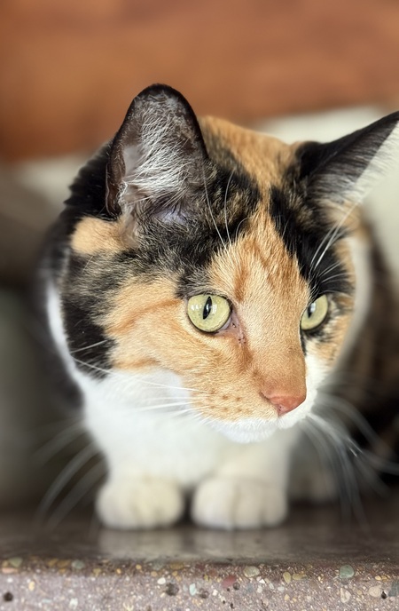 Entry image for Callie. Clicking this image will show a larger photo