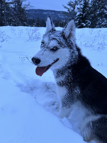 Entry image for Zoe. Clicking this image will show a larger photo