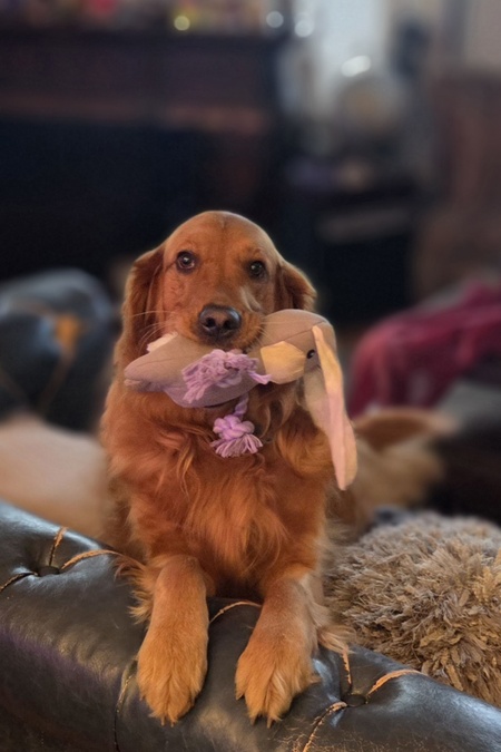 Entry image for Maisie. Clicking this image will show a larger photo