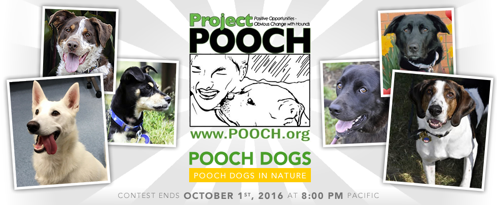 Banner for POOCH Dogs in Nature