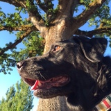Entry image for Amy Under the Wisdom Tree