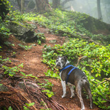 Entry image for Rusty 