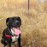 Entry image for Donna (formerly Karma)