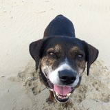 Entry image for Hector (the wonder dog)