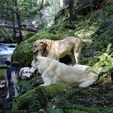 Entry image for Penelopie Sunny and Tasha