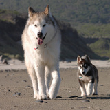 Entry image for Bud and Fender
