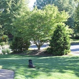 Entry image for Lily (formerly Layla)