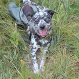 Entry image for Spots