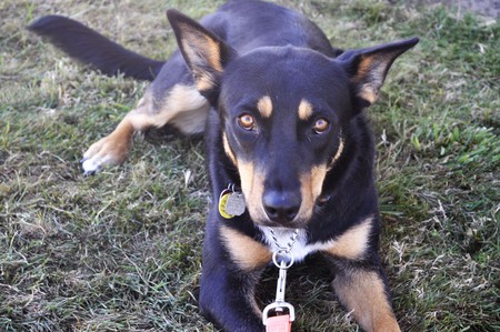 Entry image for Penny. Clicking this image will show a larger photo