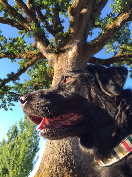 Entry image for Amy Under the Wisdom Tree. Clicking this image will show a larger photo