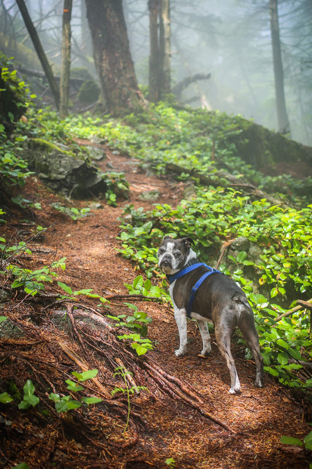 Entry image for Rusty . Clicking this image will show a larger photo