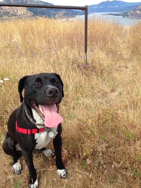 Entry image for Donna (formerly Karma). Clicking this image will show a larger photo