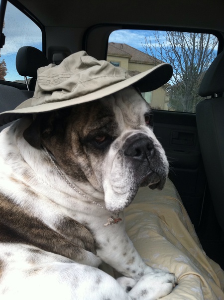 Entry image for Wilson. Clicking this image will show a larger photo