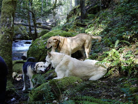 Entry image for Penelopie Sunny and Tasha. Clicking this image will show a larger photo