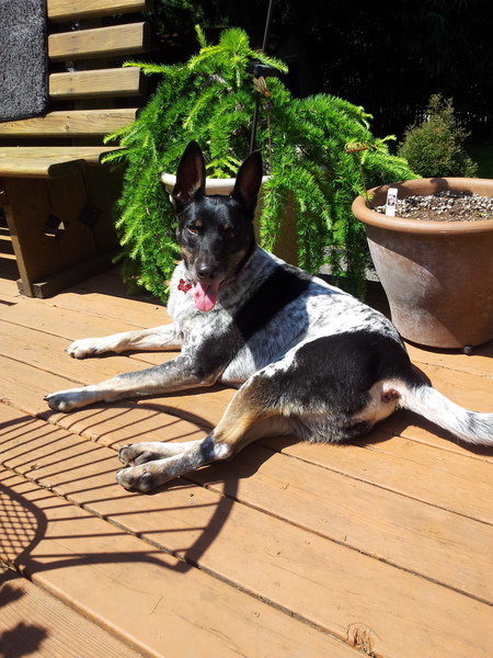 Entry image for Zuko. Clicking this image will show a larger photo