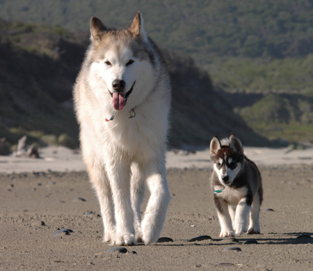 Entry image for Bud and Fender. Clicking this image will show a larger photo