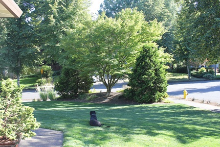 Entry image for Lily (formerly Layla). Clicking this image will show a larger photo