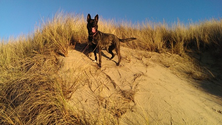 Entry image for Shannon. Clicking this image will show a larger photo