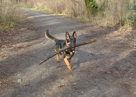 Entry image for Milo. Clicking this image will show a larger photo